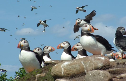 Puffins on rocks