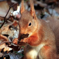 Red Squirrel